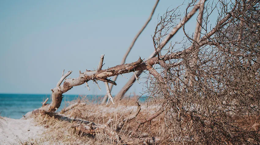 Am Weststrand könnt ihr die sogenannten Windflüchter entdecken.