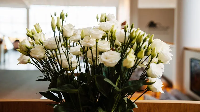 Sag's durch die Blume: Rosen werden zum Valentinstag gerne verschenkt.