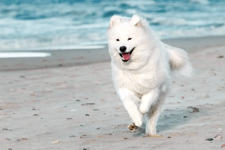 Weißer Hund läuft freudig am Ostseestrand entlang mit Blick auf das Meer.