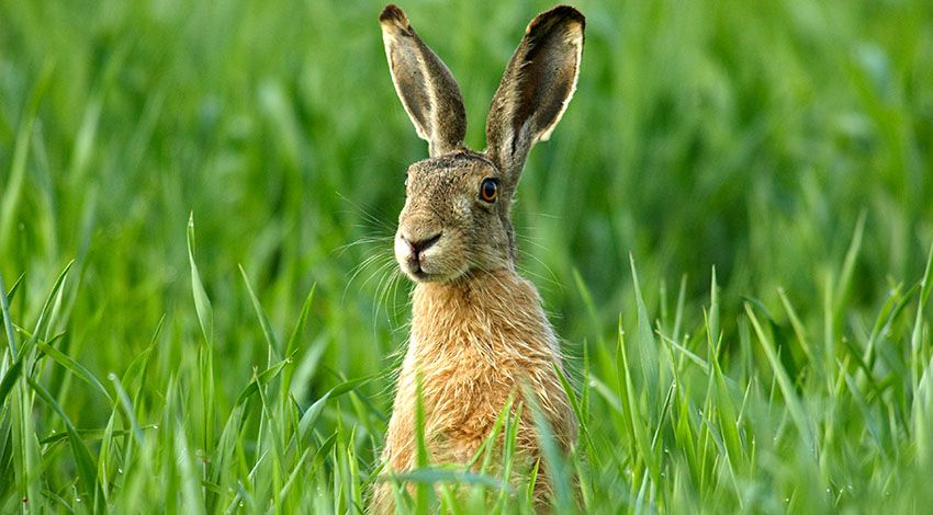 Ein Hase steht auf einer grünen Wiese und blickt in die Ferne.