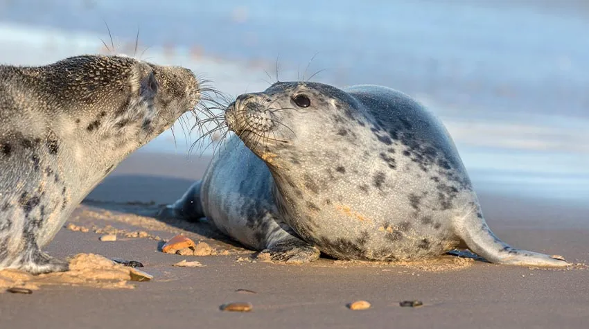 Vor allem die Jungtiere können am Darß beobachtet werden. © Shutterstock, David Osborn