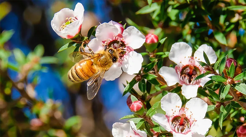 Eine neuseeländische Biene, die auf einer Manuka-Blüte sitzt und Nektar sammelt. ©Adobe Stock, Chris