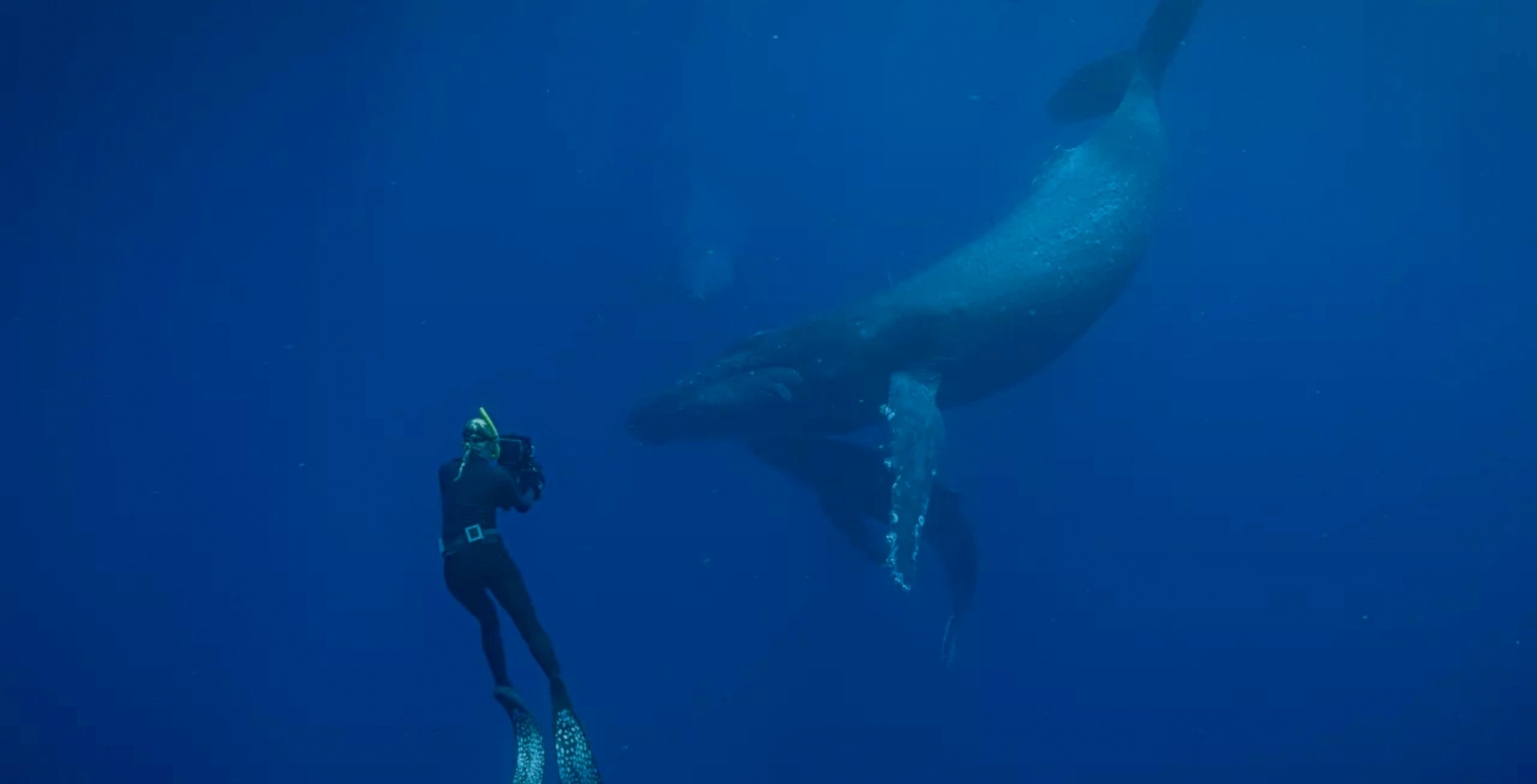 Unterwasseraufnahme mit einem Taucher und einem Wal