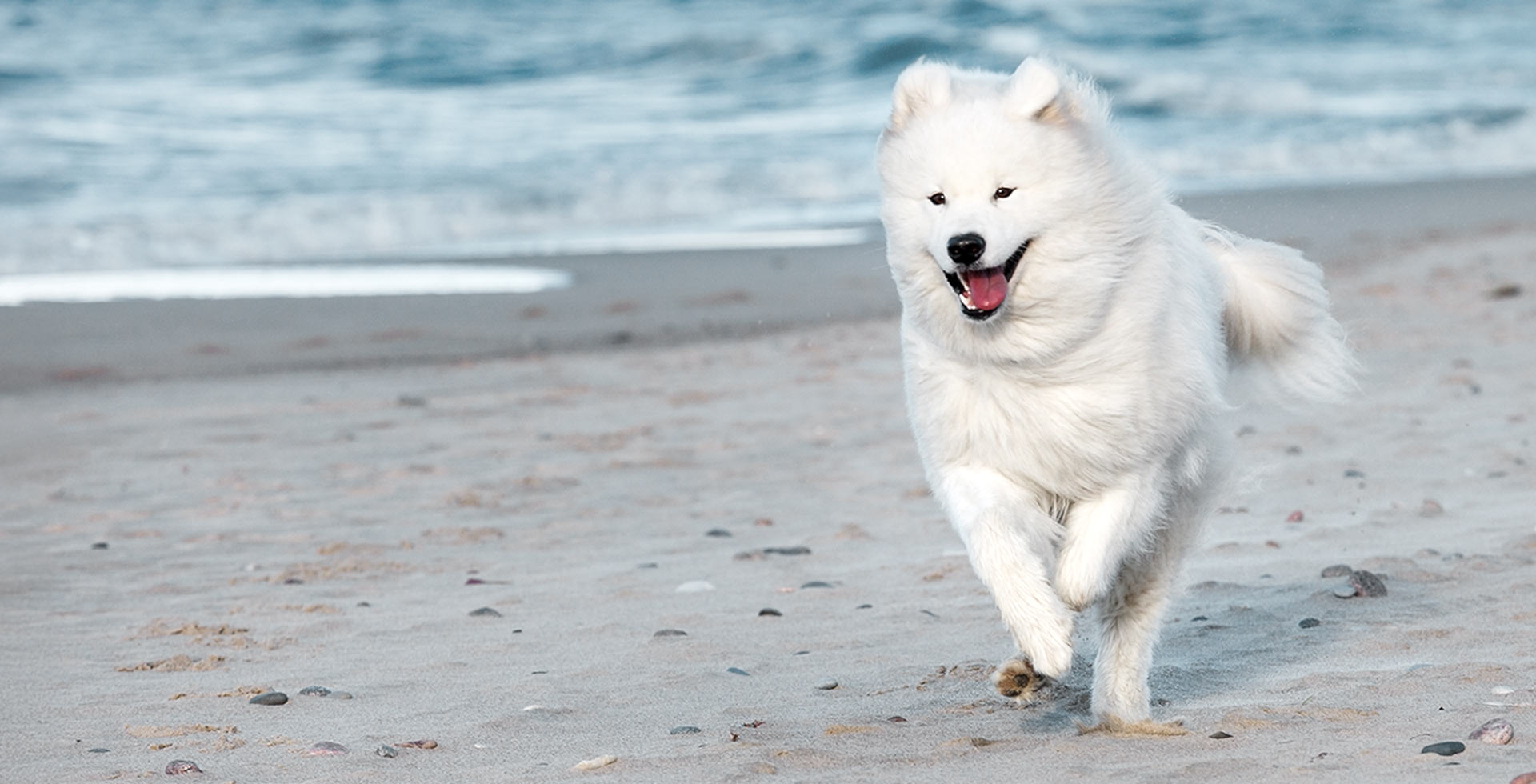 Ostseeurlaub mit Hund